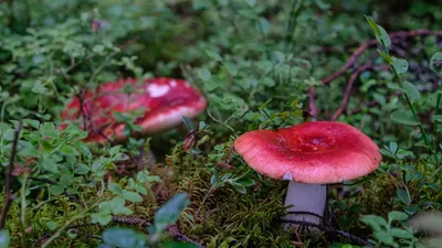 Самые опасные грибы в Санкт-Петербурге и Ленинградской области. Простые  способы отличить поганку от съедобных - KP.RU