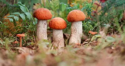 Антропоморфные злобные грибы на ножке…» — создано в Шедевруме
