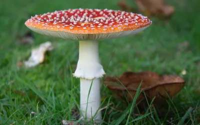 грибы стоят в темноте с каплями воды на них, картинки разноцветных грибов  фон картинки и Фото для бесплатной загрузки