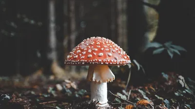 В лесу растут грибы удивительного цвета, просто невозможно оторвать взгляд  - Delfi RU