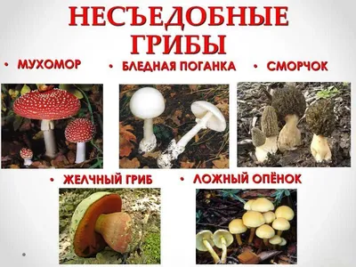 Ядовитые грибы похожие на вешенки - Agro-Market