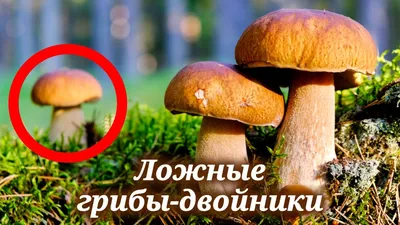Как заготовить грибы на зиму: простые советы от Евгения Клопотенко
