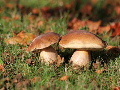 Ведьмины кольца: избавляемся от грибов на газоне | Блог о ландшафтном  дизайне