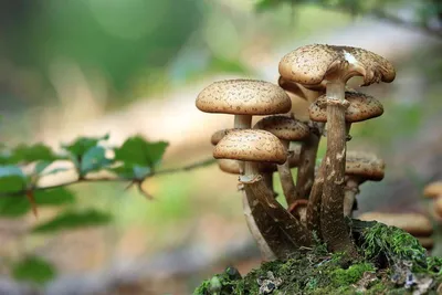 Футуристические грибы, на поляне, …» — создано в Шедевруме