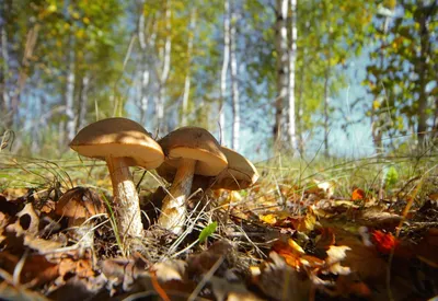 Россиянин нашел в лесу редкий фиолетовый гриб: Природа: Моя страна: Lenta.ru