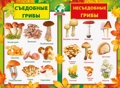 Посадка и выращивание грибов на пнях - Agro-Market24