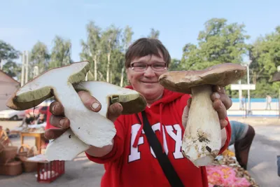 Купить устричные грибы в магазине Fruitonline.ru