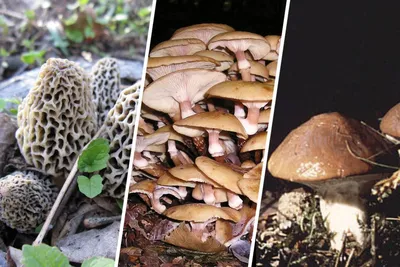 Тихая охота на Сахалине: какие грибы, где и когда собирают на острове -  SakhalinMedia.ru