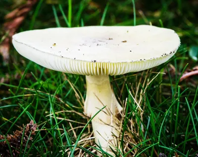 Шляпки опаснее ножек. Какие грибы накапливают радиацию и тяжелые металлы |  Природа | Общество | Аргументы и Факты