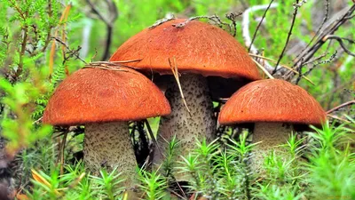 Посмотрите на один из самых необычных грибов Подмосковья. Фото | РБК Life