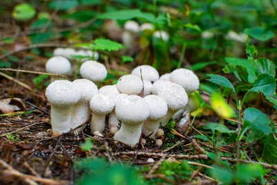 Казахстанцам советуют проверять грибы на уровень радиации