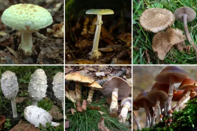 Как избавиться и бороться с грибами на газоне?