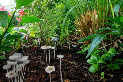 Яд под ногами. Миколог Дьяков назвал самые опасные грибы, растущие в Москве  | Природа | Общество | Аргументы и Факты