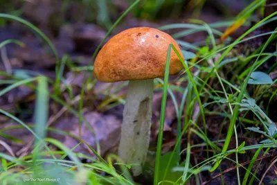 Как вырастить грибы на садовом участке - Лайфхакер
