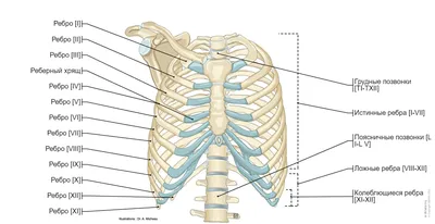 Грудная стенка и молочная железа : нормальная анатомия | e-Anatomy