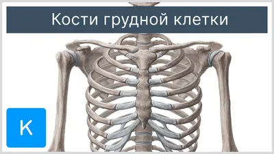 Грудная клетка - 3D-сцены - Цифровое образование и обучение Мozaik