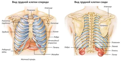 Кости грудной клетки - Анатомия человека | Kenhub - YouTube