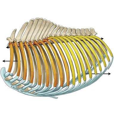 Анатомия скелеты и черепа - Грудная клетка, ANTM_1119 | 3D модель для ЧПУ  станка
