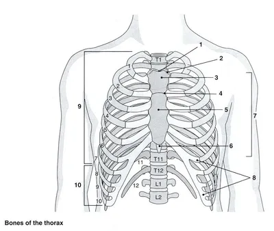 Найдите грудину с которой связаны ребра, образующие грудную клетку. Опишите  форму грудной клетки - Школьные Знания.com