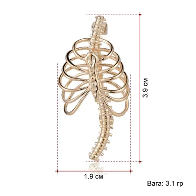Скелет грудной клетки - vet-Anatomy - IMAIOS
