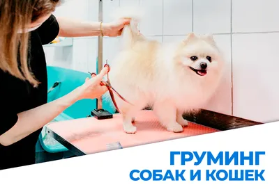 Груминг собак в СПб | Салон Лапочка - лучшие цены