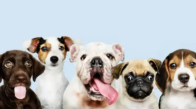 Груминг собак различных пород | салон «АРТЕМОНофф»