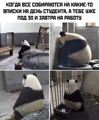 грустный панда｜Búsqueda de TikTok