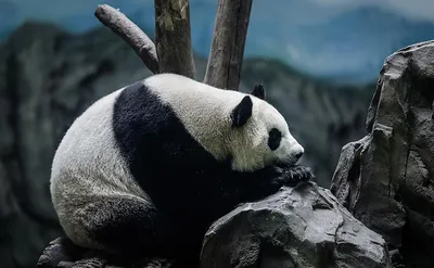 Грустная панда подушка с пайетками (цвет: белый + черный) | Все футболки  интернет магазин футболок. Дизайнерские футболки, футболки The Mountain,  Yakuza, Liquid Blue