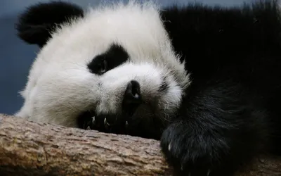Кигуруми Грустная панда купить за 1 970 руб. в Москве с доставкой