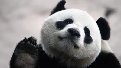 Уставшая панда (62 фото)