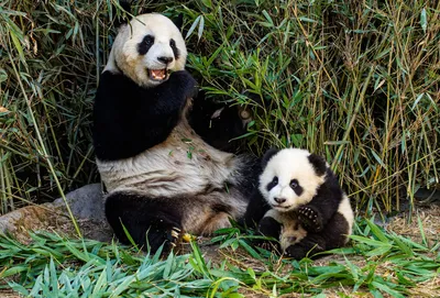 Панда обои - 60 фото