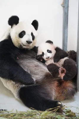 Панда символ Китая | Доброта спасёт мир | Дзен