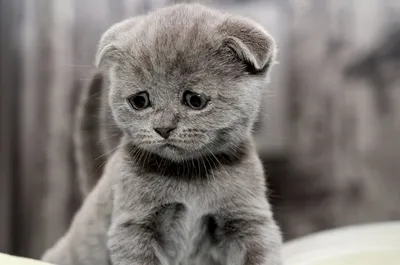 Cамый грустный котенок в мире