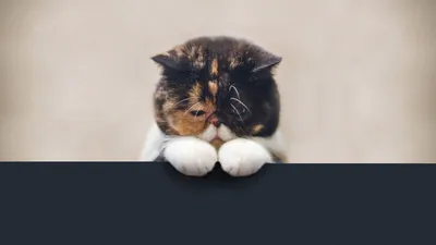 Грустный Котенок — стоковые фотографии и другие картинки Американская  короткошёрстная кошка - Американская короткошёрстная кошка, Без людей,  Бродячее животное - iStock