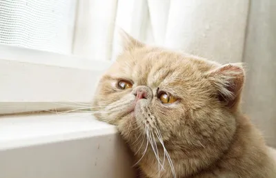 милый грустный котенок в стильном шарфе сидит на солнечном дикоцветочном  лугу. генеративный помощник Иллюстрация штока - иллюстрации насчитывающей  отечественно, любимчик: 268702281