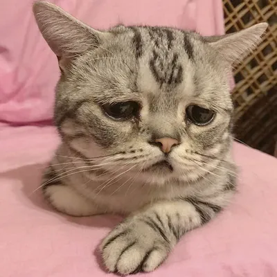 Самый грустный котенок в мире покорил Интернет | 😺 Мурзик | Дзен