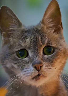 Милый грустный кот с красивыми глазами. котик Стоковое Изображение -  изображение насчитывающей мило, отечественно: 238318299