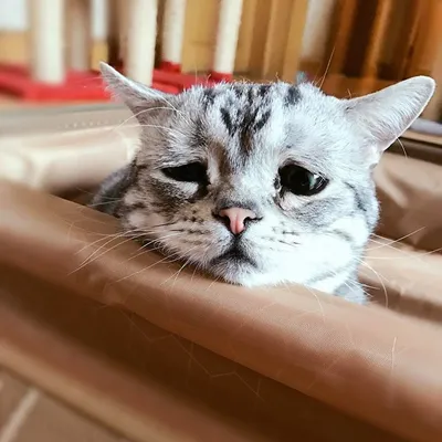 Кошка с грустными глазами - 73 фото