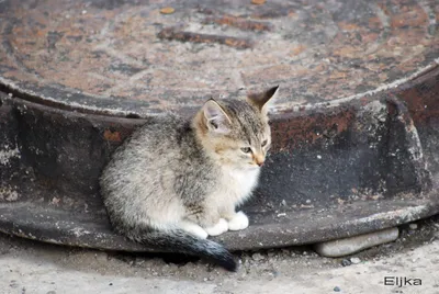 Грустный пост про очень невезучего котенка | Пикабу
