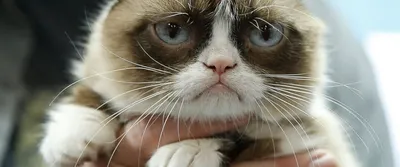 50 оттенков грусти: в интернете набирает популярность аккаунт кота Миши из  Москвы - Москвич Mag - 28.10.2021
