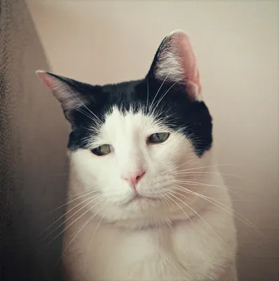 50 оттенков грусти: в интернете набирает популярность аккаунт кота Миши из  Москвы - Москвич Mag - 28.10.2021