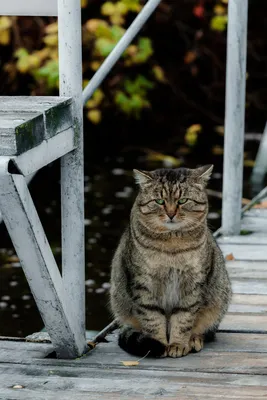 Топ-5 самых грустных котов Интернета | Новости CTC Love