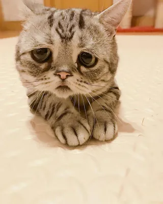 Самый самый грустный кот — Фото №1403902