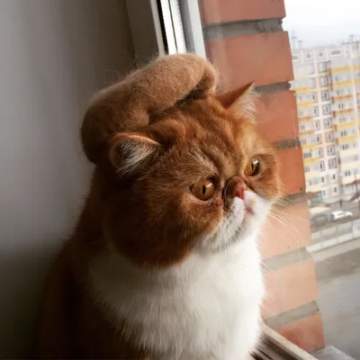 Луху - самая грустная кошка в мире | Пикабу