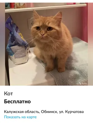 Грустный кот, которого хочется утешить