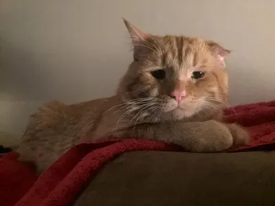 Порода кошек с грустными глазами - 80 фото
