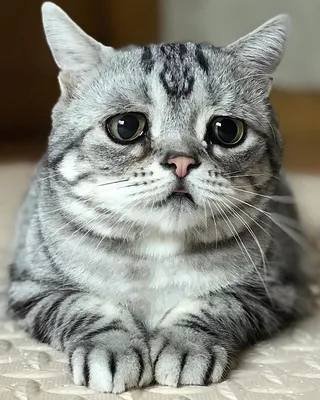 Очень грустный кот - 73 фото
