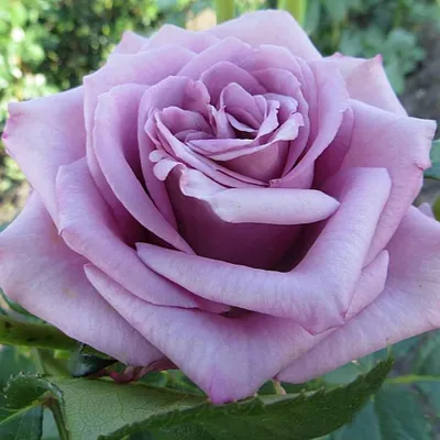 Кызылорда гул Роза цветы букеты: 1 000 тг. - Комнатные растения Кызылорда  на Olx