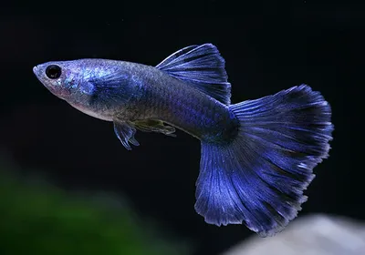 Гуппи Эндлера Japan Blue - Endler's guppy Neon Blue - Рыбки - Nano Fish