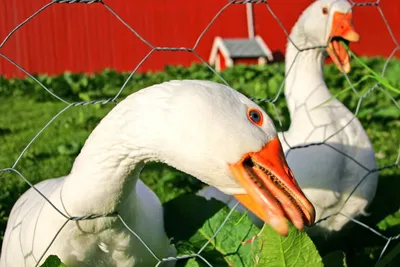 Кормление гусей в домашних условиях и на фермах. Рацион и содержание птиц